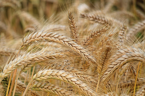 intolerancia al gluten